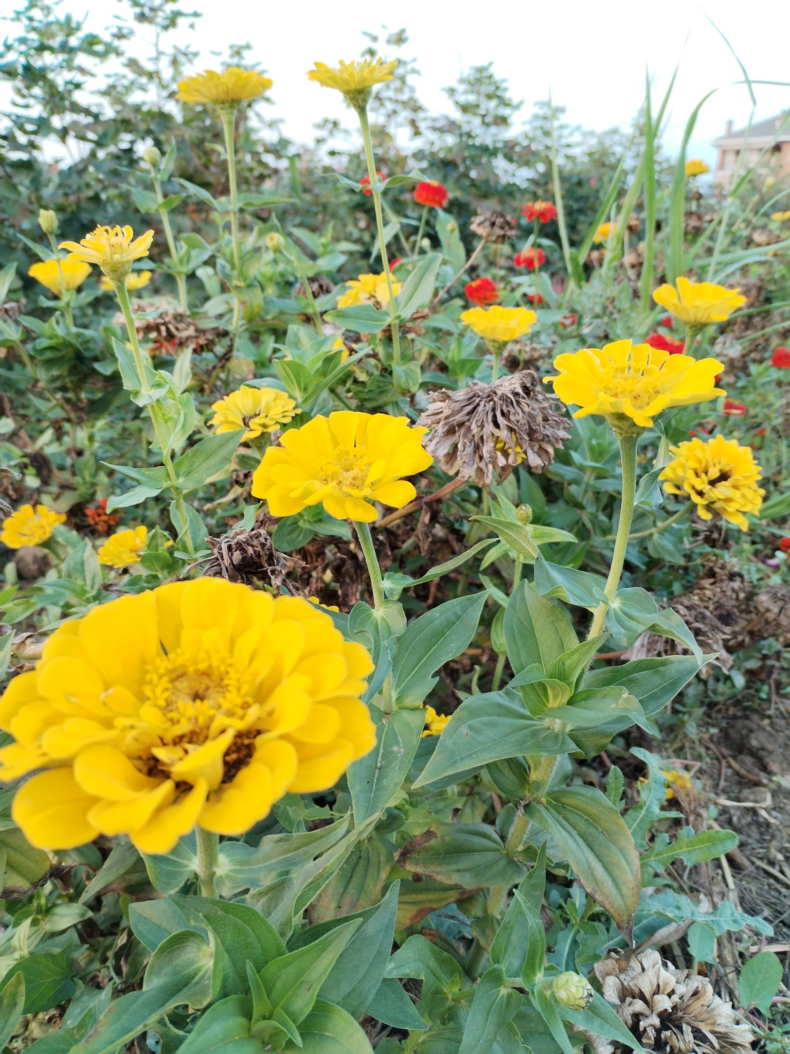 CASA DELLE ZUCCHE E CAMPO DELLA BIODIVERSITA' - CORSO VITTORIO EMANEUELE 69, Andezeno (TO) - LA CASA DELLE ZUCCHE DI TUTTO ZUCCHE IN FESTA E GRANDE NOVITA’: IL CAMPO DELLA BIODIVERSITA’Evento stravagante che avrà inizio quest’anno venerdì 18 s...