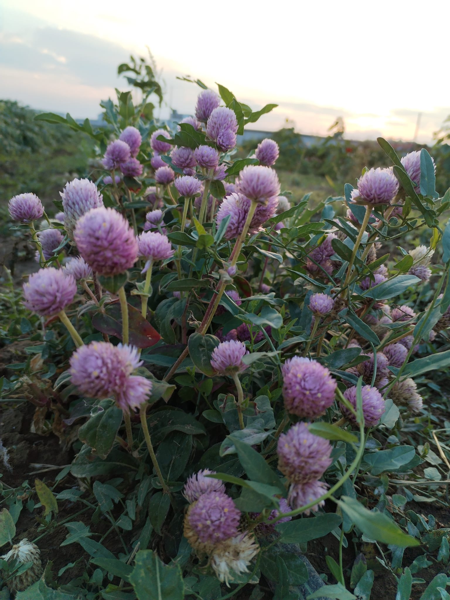 CASA DELLE ZUCCHE E CAMPO DELLA BIODIVERSITA' - CORSO VITTORIO EMANEUELE 69, Andezeno (TO) - LA CASA DELLE ZUCCHE DI TUTTO ZUCCHE IN FESTA E GRANDE NOVITA’: IL CAMPO DELLA BIODIVERSITA’Evento stravagante che avrà inizio quest’anno venerdì 18 s...