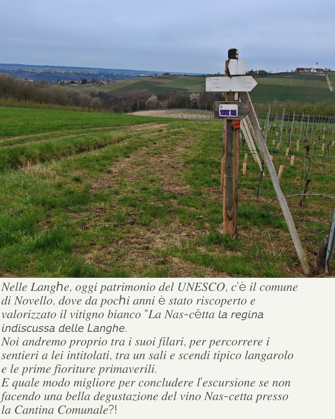🍇🌼Sui sentieri della Nas-Cëtta - Piazza Monviso, Novello (CN) - 🗓️ 𝗦𝗮𝗯𝗮𝘁𝗼 𝟮𝟭 𝗠𝗮𝗿𝘇𝗼
📌 𝗡𝗼𝘃𝗲𝗹𝗹𝗼 (𝗖𝗡) - 𝗟𝗮𝗻𝗴𝗵𝗲
🕐 𝗣𝗮𝗿𝘁𝗲𝗻𝘇𝗮 𝗼𝗿𝗲 𝟎𝟗:𝟬𝟬
🥾𝟭𝟯 𝗞𝗺 - 𝟲𝟬𝟬 𝗗+
🍸 𝗗𝗲𝗴𝘂𝘀𝘁𝗮𝘇𝗶𝗼𝗻𝗲 𝗱𝗲𝗹𝗹𝗮 𝗡𝗮𝘀-𝗰𝗲𝘁𝘁𝗮 𝗽𝗿𝗲𝘀𝘀𝗼 𝗹𝗮 𝗖𝗮𝗻𝘁𝗶𝗻𝗮 𝗖𝗼𝗺𝘂𝗻𝗮𝗹𝗲 𝗱𝗶 𝗡𝗼𝘃𝗲𝗹...