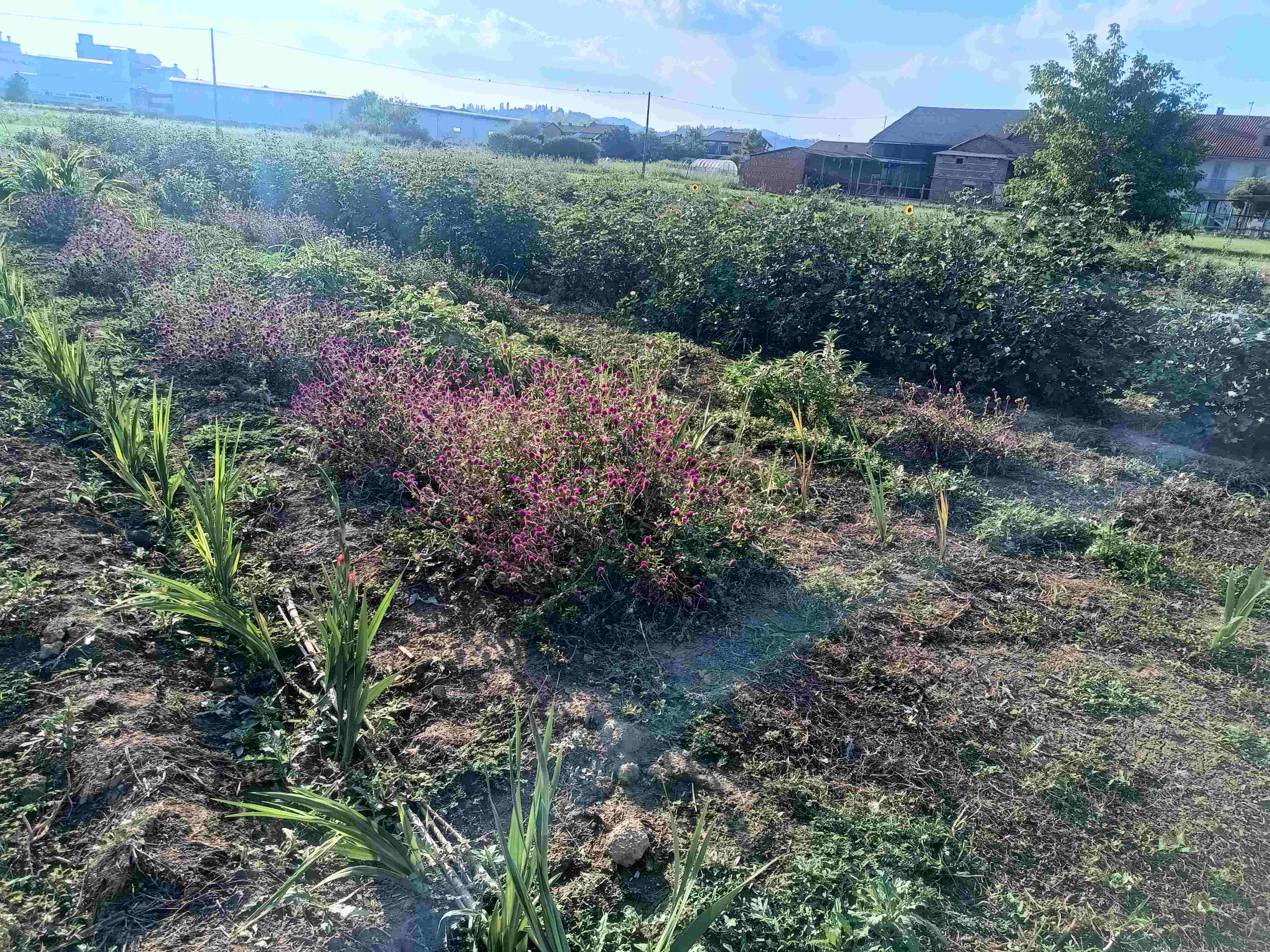CASA DELLE ZUCCHE E CAMPO DELLA BIODIVERSITA' - CORSO VITTORIO EMANEUELE 69, Andezeno (TO) - LA CASA DELLE ZUCCHE DI TUTTO ZUCCHE IN FESTA E GRANDE NOVITA’: IL CAMPO DELLA BIODIVERSITA’Evento stravagante che avrà inizio quest’anno venerdì 18 s...