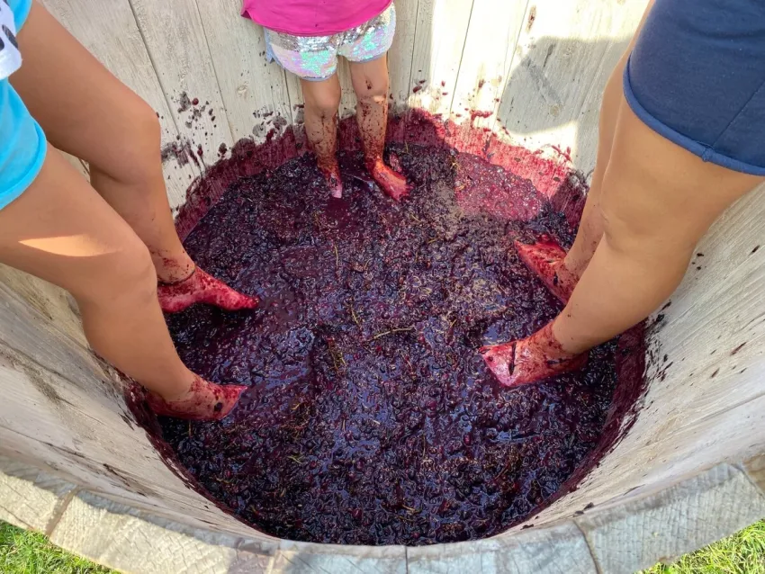 La Pigiatura al Parco Frassanelle - Via Frassanelle, 14, Rovolon (PD) - Torna al Parco Frassanelle di Rovolon (PD) l'appuntamento con La Pigiatura, la giornata dedicata alla vendemmia e alla pigiatura dell'uva in famiglia,...