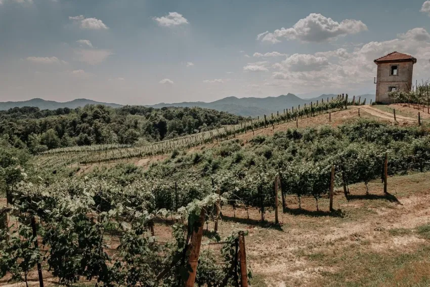 Taste Alto Piemonte - Corso Umberto I, 67, Stresa (VB) - Taste Alto Piemonte – 9 e 10 Novembre, Grand Hotel des Iles Borromées – Stresa.
Un evento realizzato dal Consorzio Tutela Nebbioli Alto Piemonte possi...