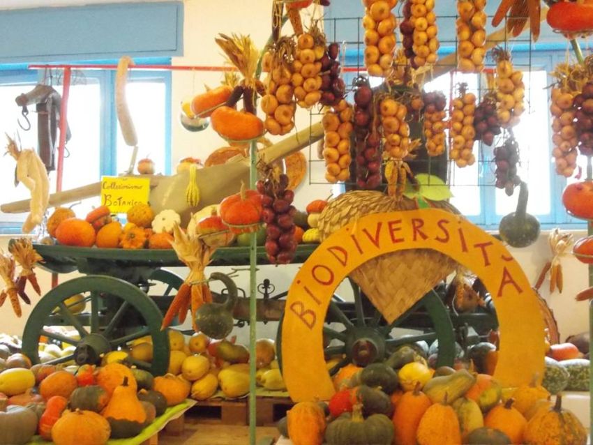 CASA DELLE ZUCCHE E CAMPO DELLA BIODIVERSITA' - CORSO VITTORIO EMANEUELE 69, Andezeno (TO) - LA CASA DELLE ZUCCHE DI TUTTO ZUCCHE IN FESTA E GRANDE NOVITA’: IL CAMPO DELLA BIODIVERSITA’Evento stravagante che avrà inizio quest’anno venerdì 18 s...