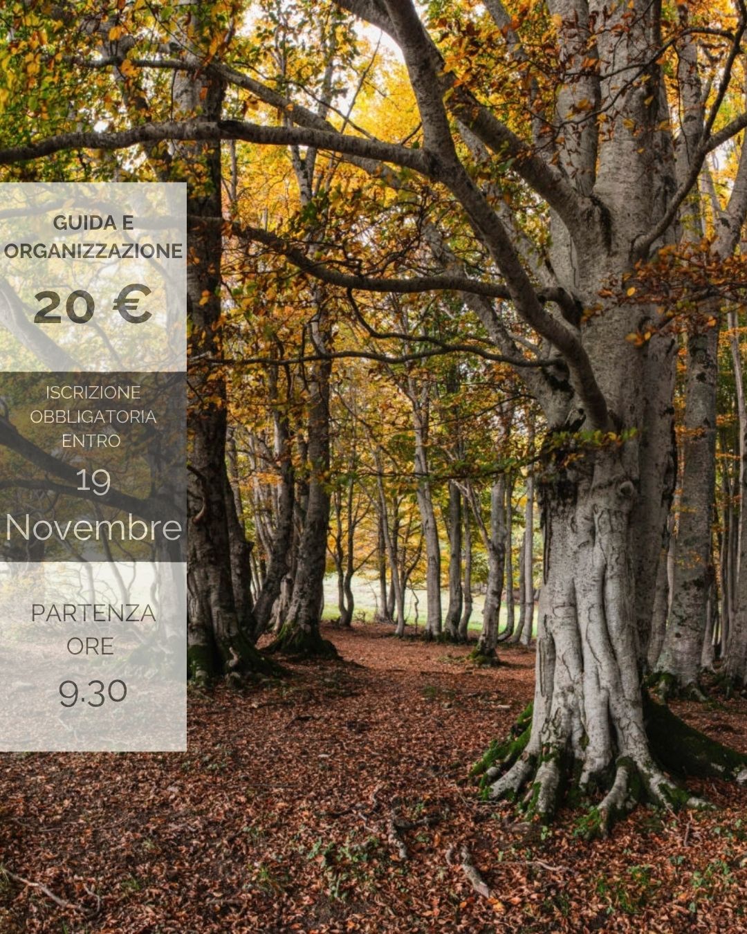 Pennellate d'autunno sul Mindino - Colla di Casotto - Parcheggio, Garessio (CN) - 📍 Colle di Casotto - Garessio (CN) 
📅 Sabato 21 Novembre
🕣 ore 9.30
🥾 12 km - 600 D+
➡️ Difficoltà T➡️ Difficoltà T
 
Ci sono luoghi che in autunn...