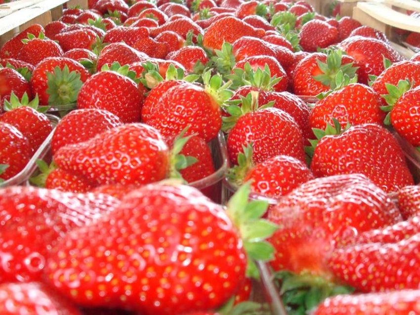 SAGRA DELLA FRAGOLA - Peveragno, Peveragno (CN) - Sabato 13 e domenica 14 giugno a Peveragno torna la Sagra della Fragola. La tradizionale fiera animerà le strade del paese con numerose bancarelle del...