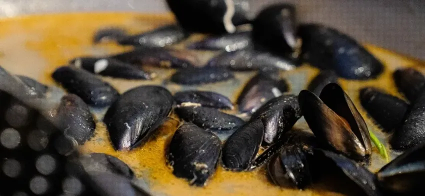 Sagra Nazionale delle cozze di Pedaso - area ex Platano Verde, Pedaso (FM) - La Sagra Nazionale delle cozze di Pedaso, in provincia di Fermo, nella regione Marche, si svolge tradizionalmente nel mese di Agosto. A Pedaso tutto i...