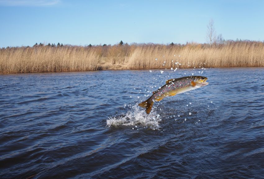 SAPERE I SAPORI – I pesci d’acqua dolce - Aula Magna DiSAFA, p. Torino 3 - Cuneo, Cuneo (CN) - Il terzo appuntamento del ciclo “Sapere i Sapori” ci porta ad esplorare un elemento vitale del nostro territorio: l’ecosistema dei fiumi e dei laghi c...