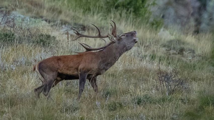 IL BRAMITO DEI CERVI - Acceglio, Acceglio (CN) - Sabato 10 e domenica 18 ottobre, la guida escursionistica AndraLand organizza Il bramito dei cervi, una speciale escursione guidata nella zona di Chia...