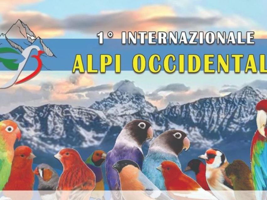 MOSTRA ORNITOLOGICA INTERNAZIONALE - Corso Ferrero 5, Farigliano (CN) - Dal 4 al 9 novembre Farigliano diventerà punto di riferimento per appassionati e professionisti del mondo ornitologico, In esposizione migliaia di ese...