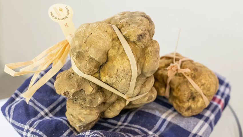 95esima Fiera internazionale del Tartufo bianco d’Alba - Centro città, Alba (CN) - La Fiera Internazionale del Tartufo Bianco dAlba, in programma dall'11 ottobre all'8 dicembre, si conferma come levento enogastronomico più esteso e r...